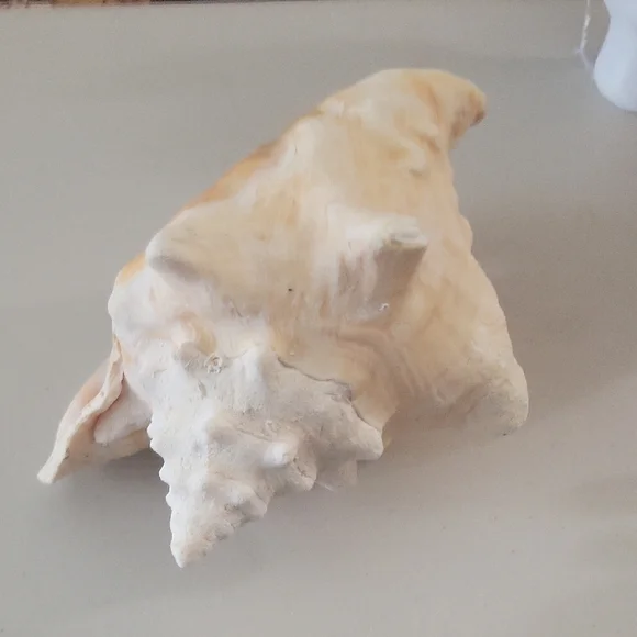 Pretty in Pink: Shell of Radiance - Picture 2 of 5